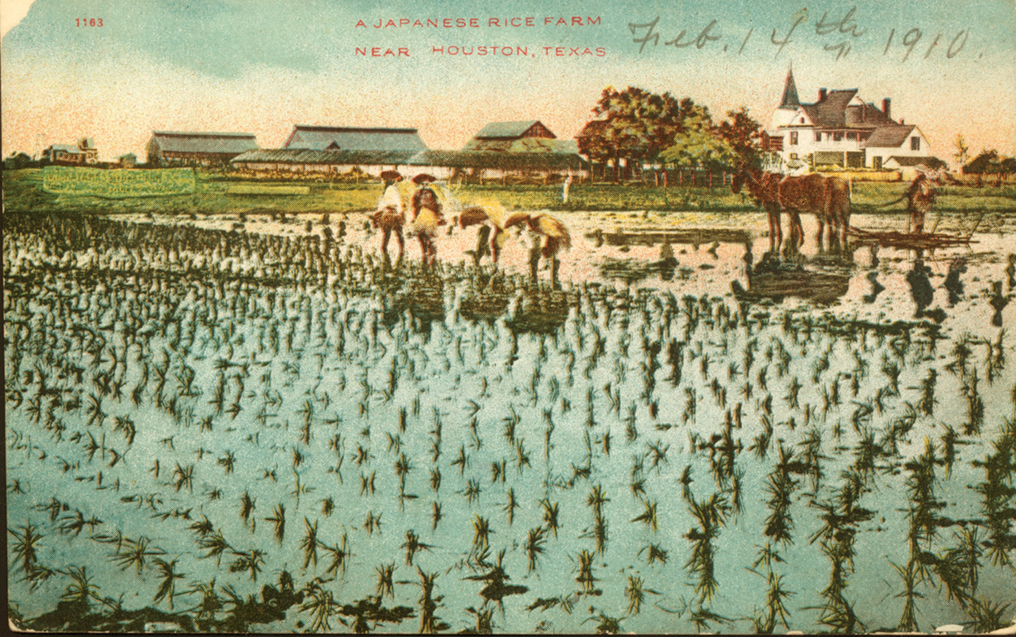 A Japanese rice farm outside Houston, Texas in the early 1900s. Credit: Jenkins Garrett Texas Postcard Collection, Public domain, via Wikimedia Commons